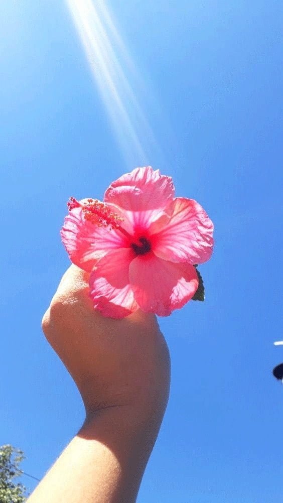 Flower DP for Whatsapp Profile