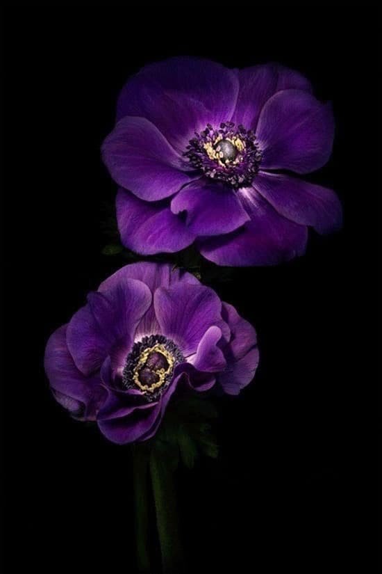 Flowers DP