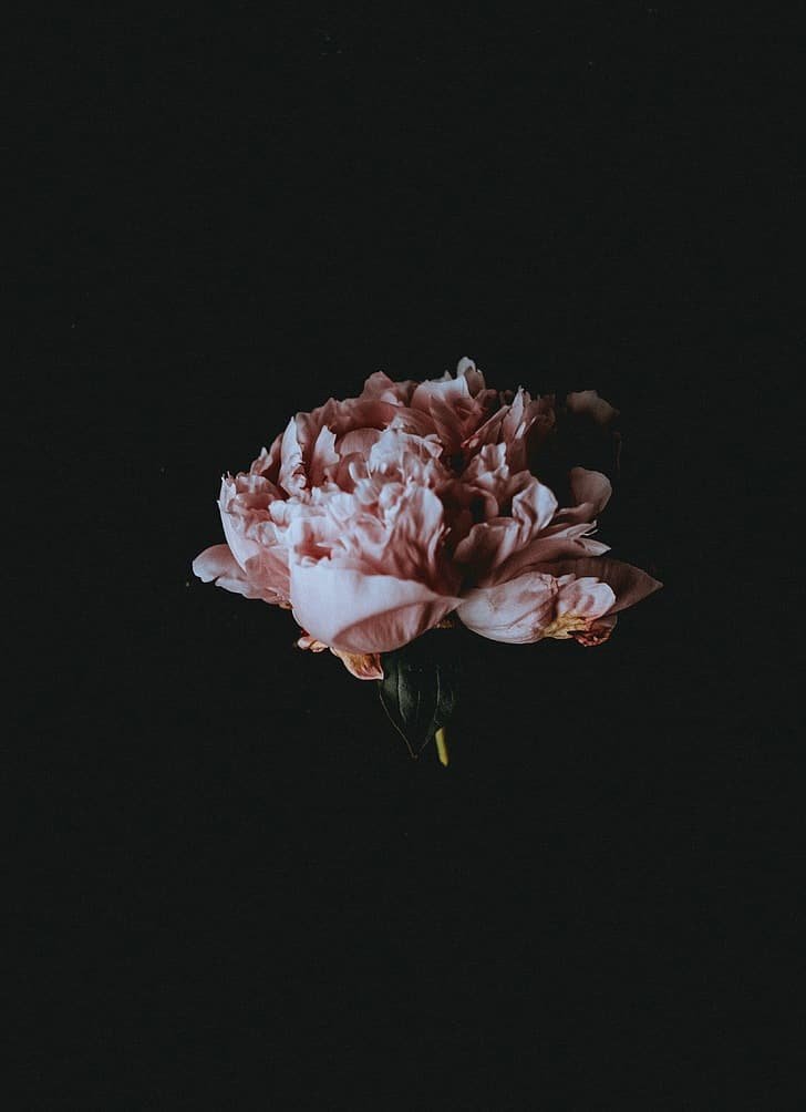 Flower DP Photos