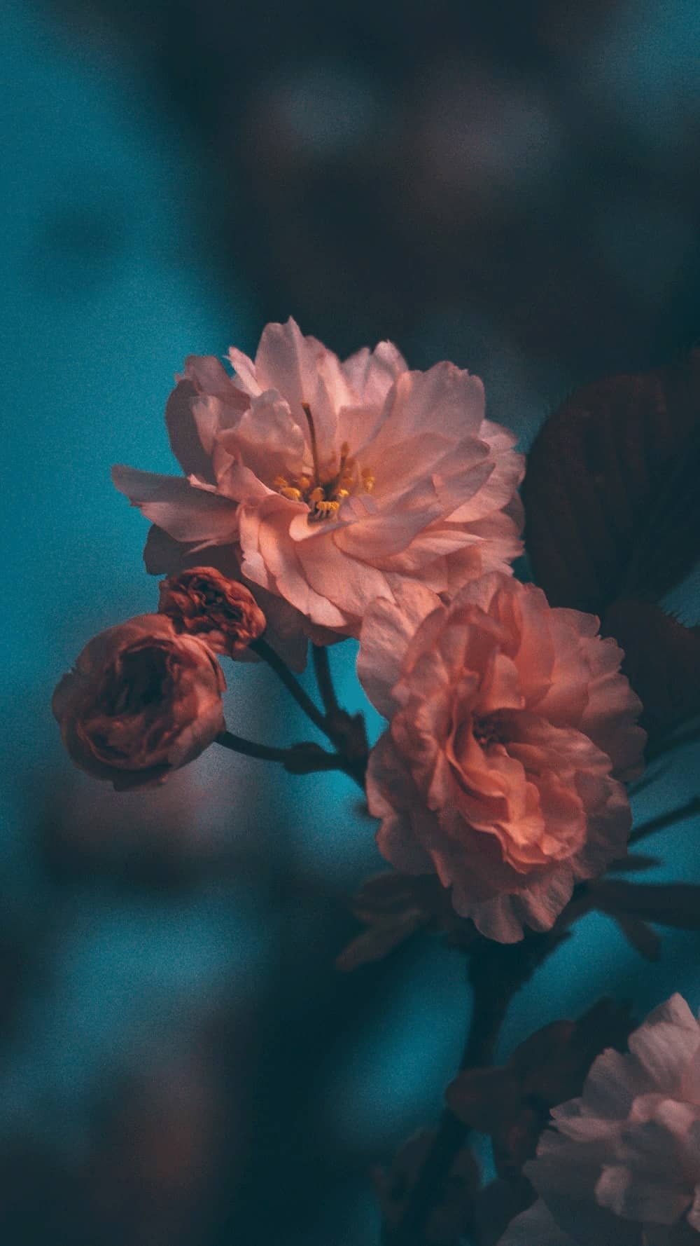 Flower DP Photos