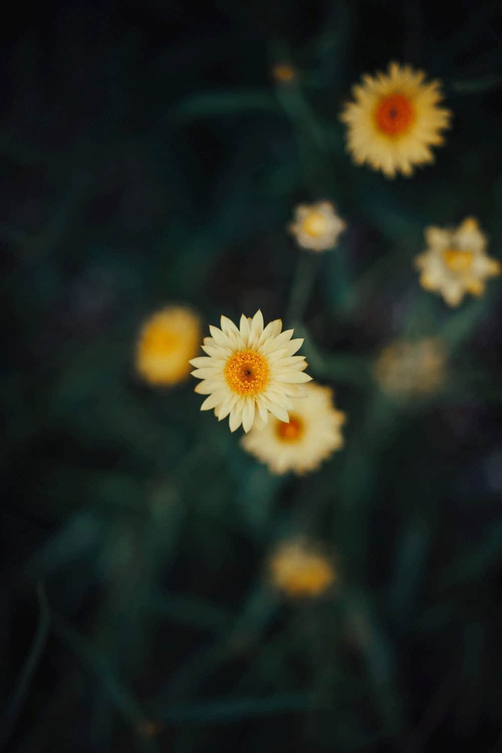 Flower DP Photos