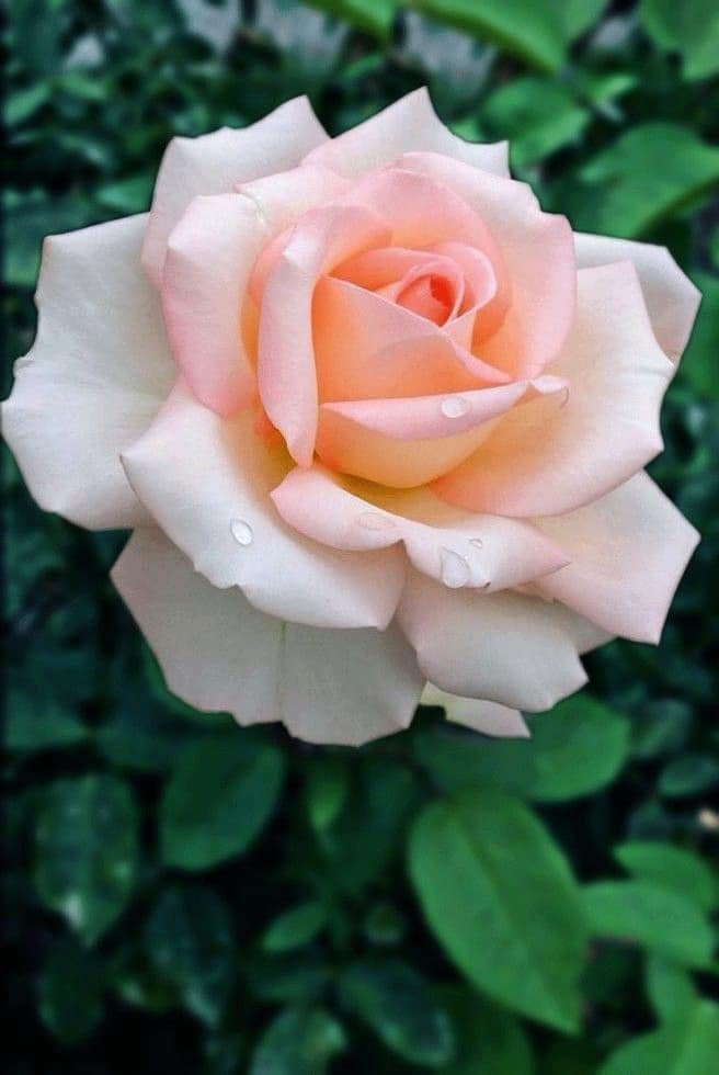 Flower DP Photos