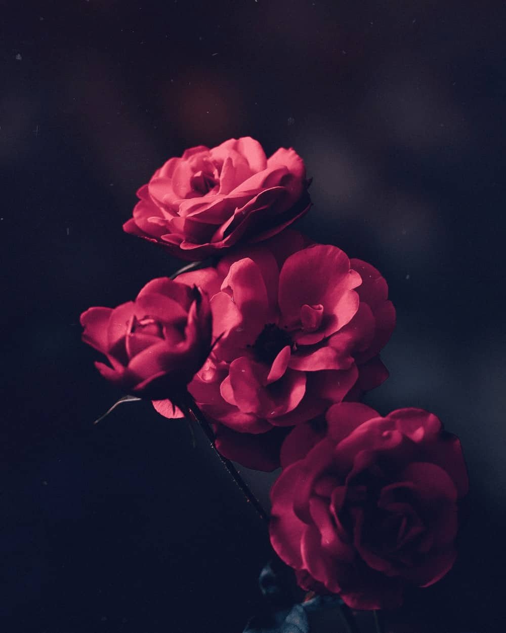 Flower DP Photos