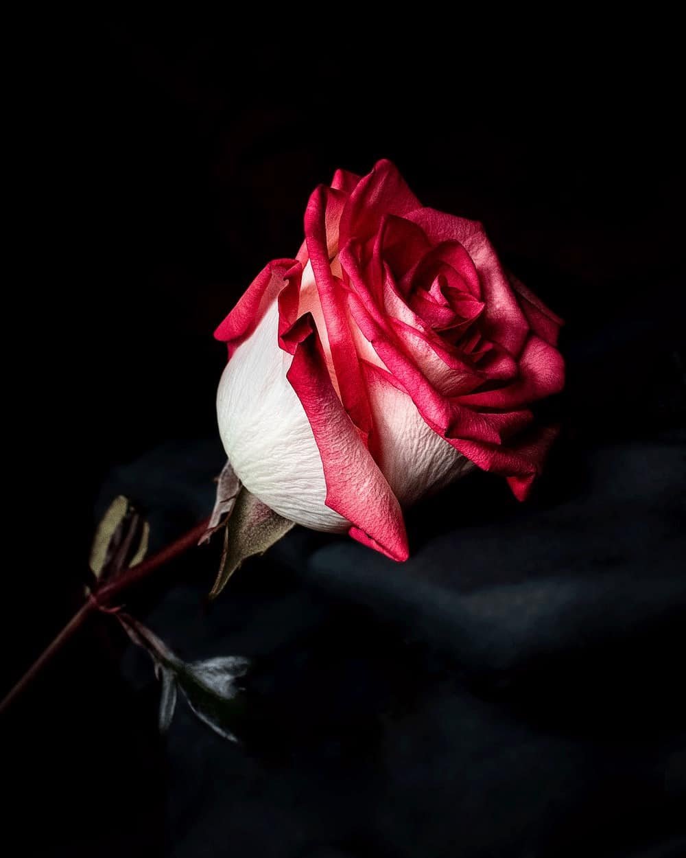 Flower DP Photos
