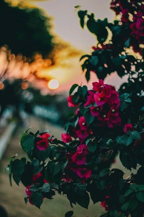 Flower DP Pic