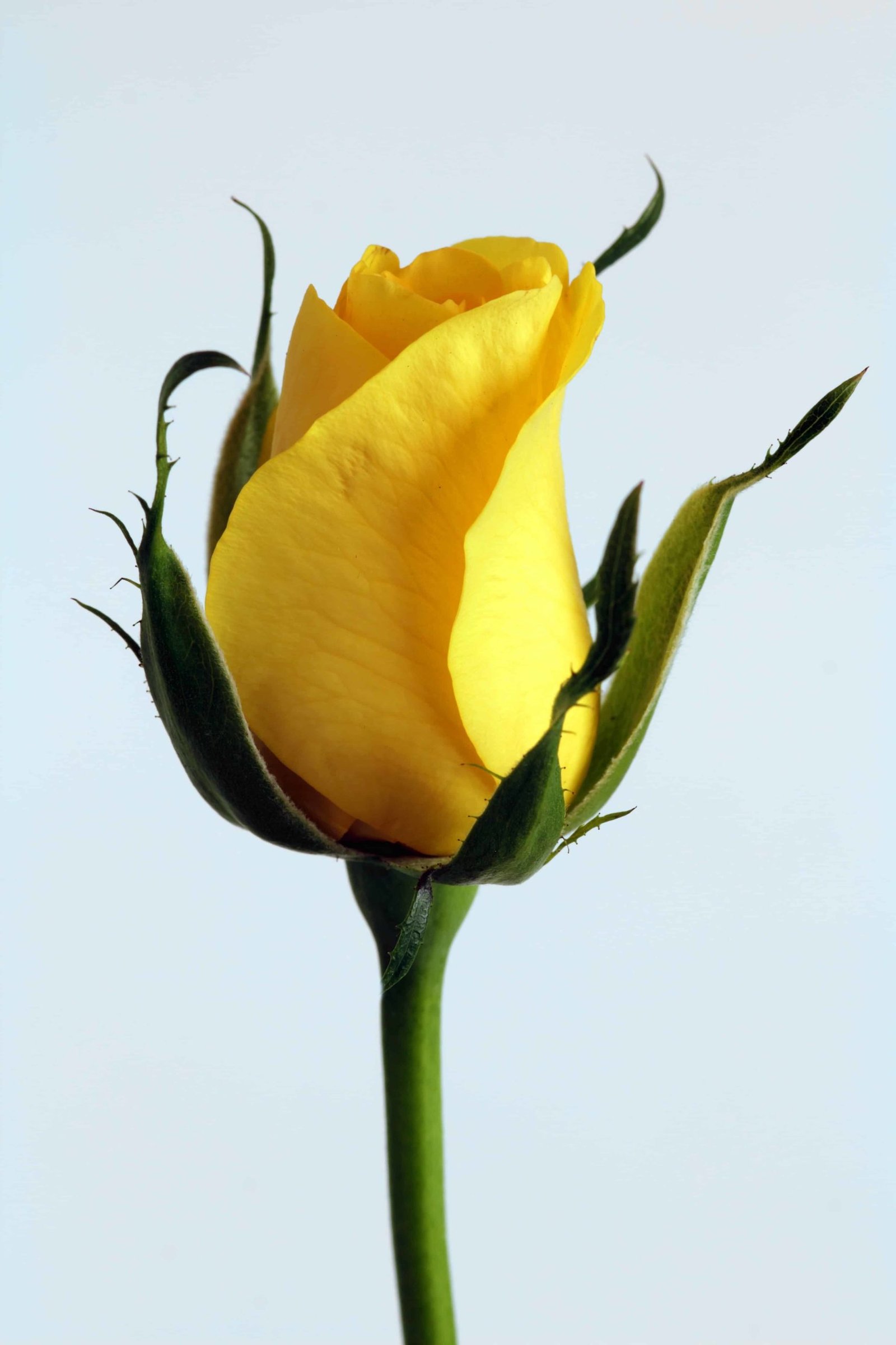 Flower DP Pic