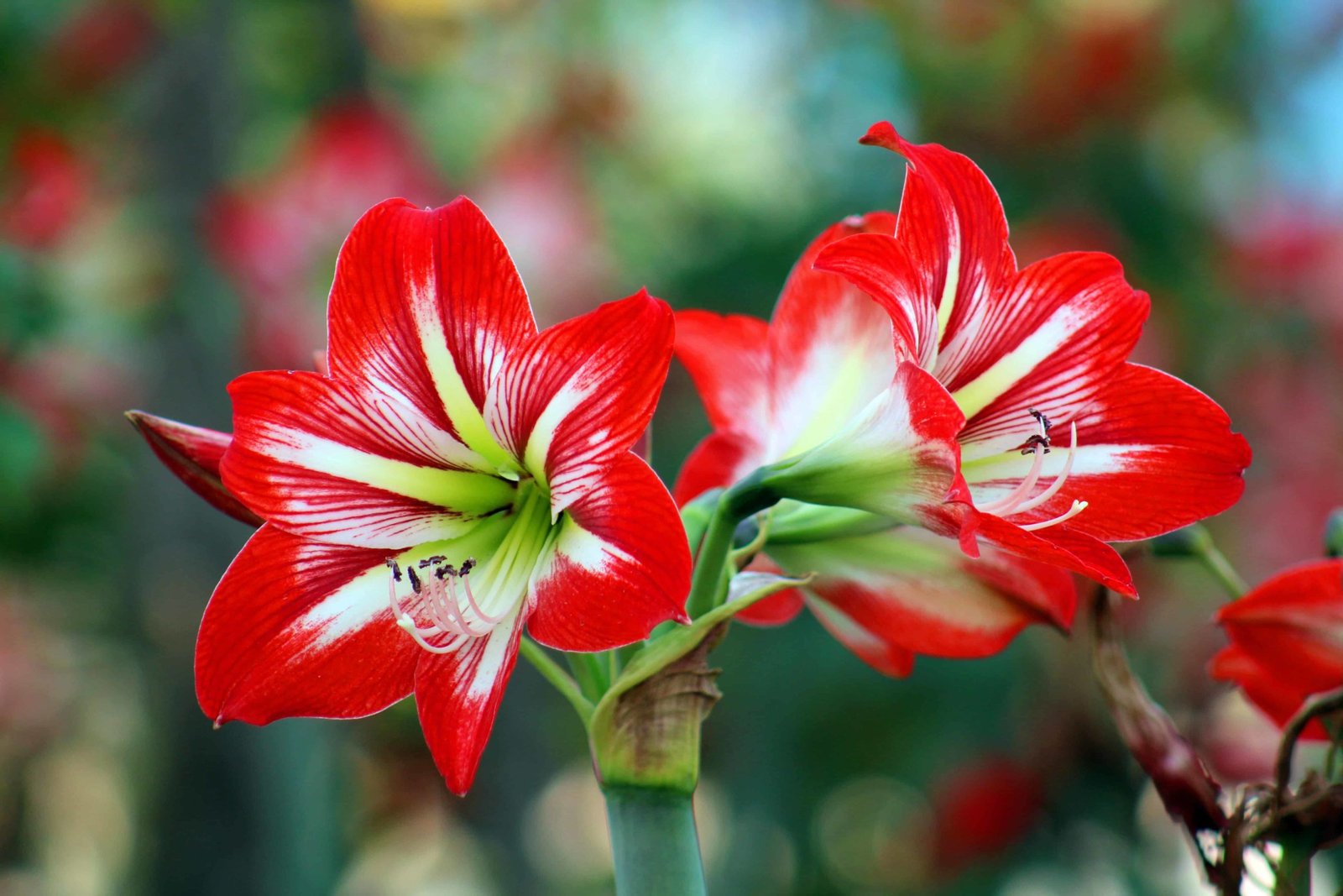 Flower DP Pic
