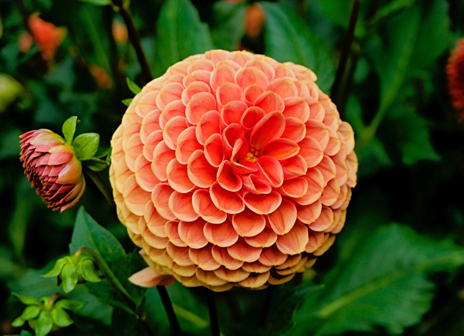 Flower DP Pic