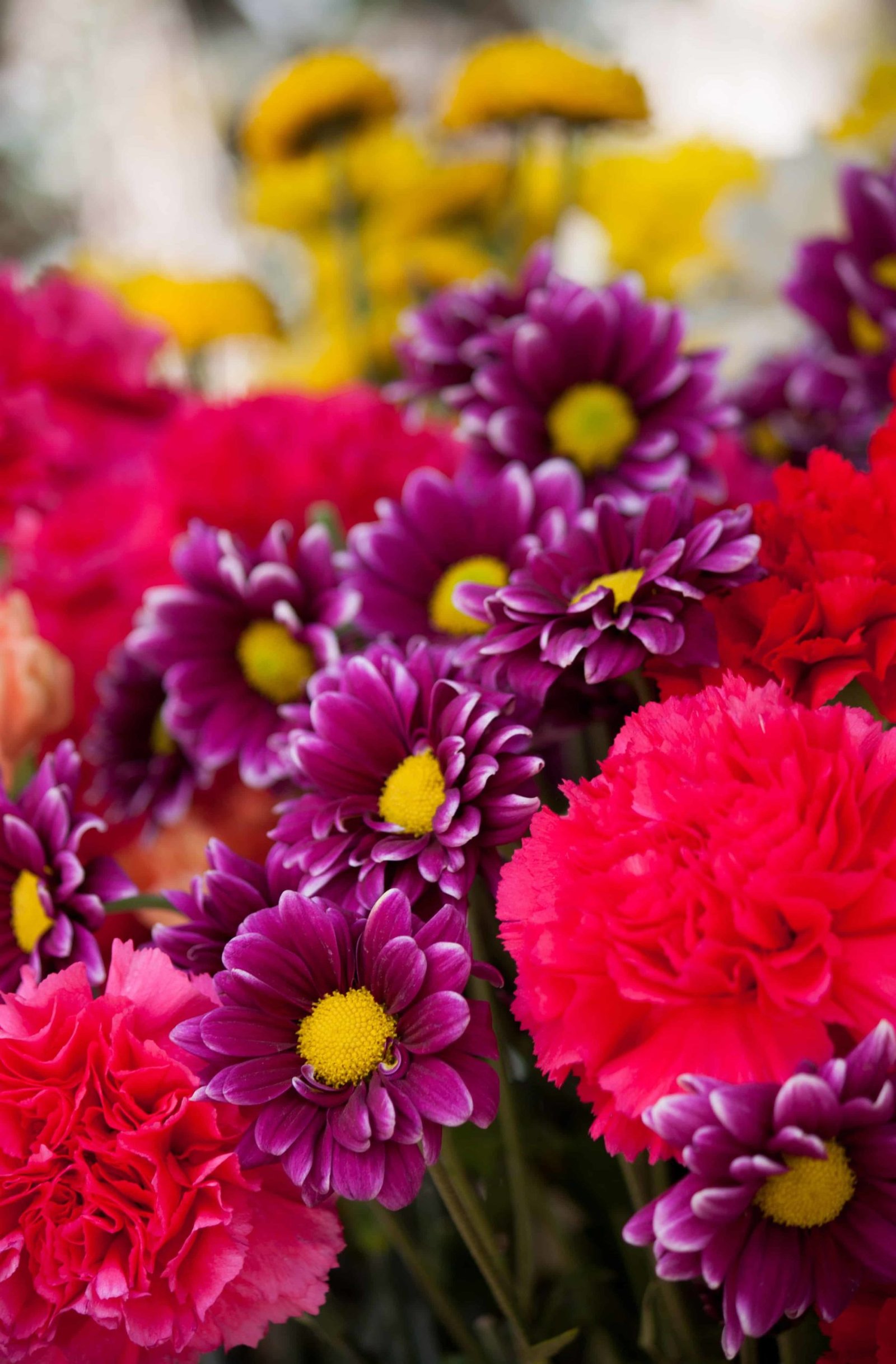Flower DP Pic