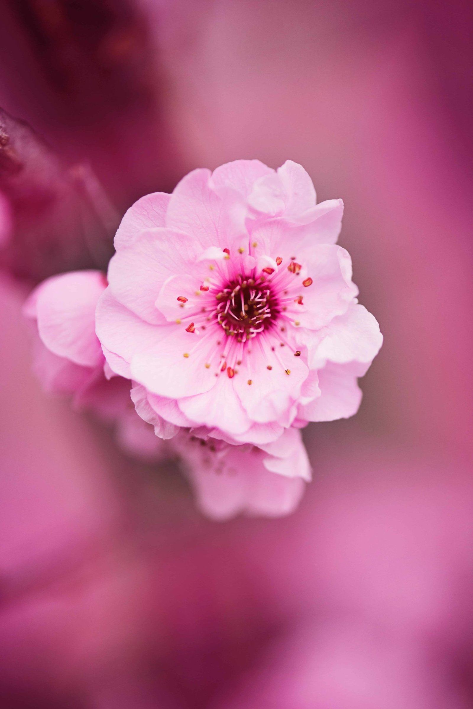 Flower DP Images