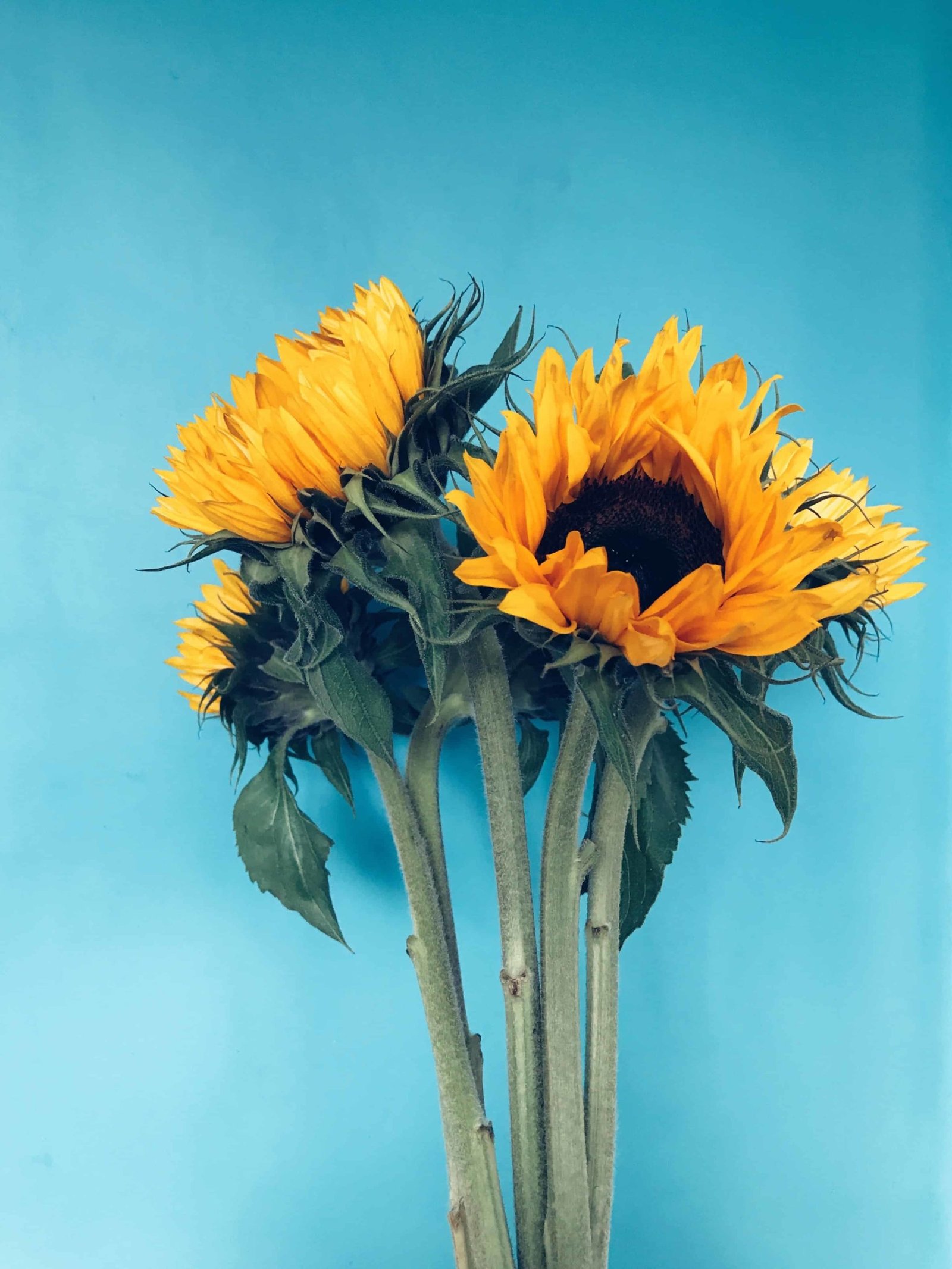 Flower DP Images