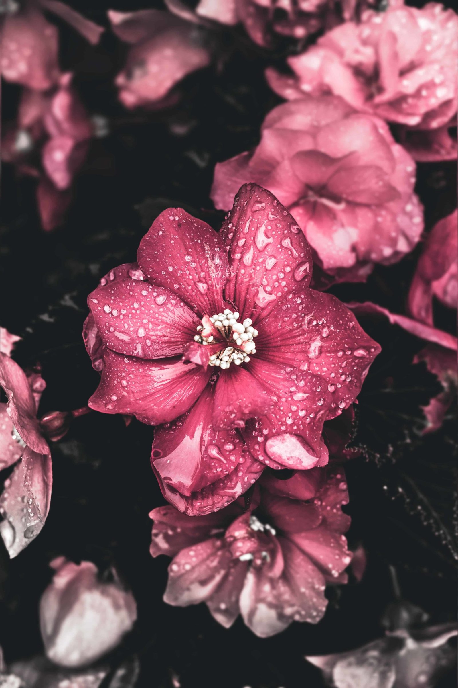 Flower DP Images
