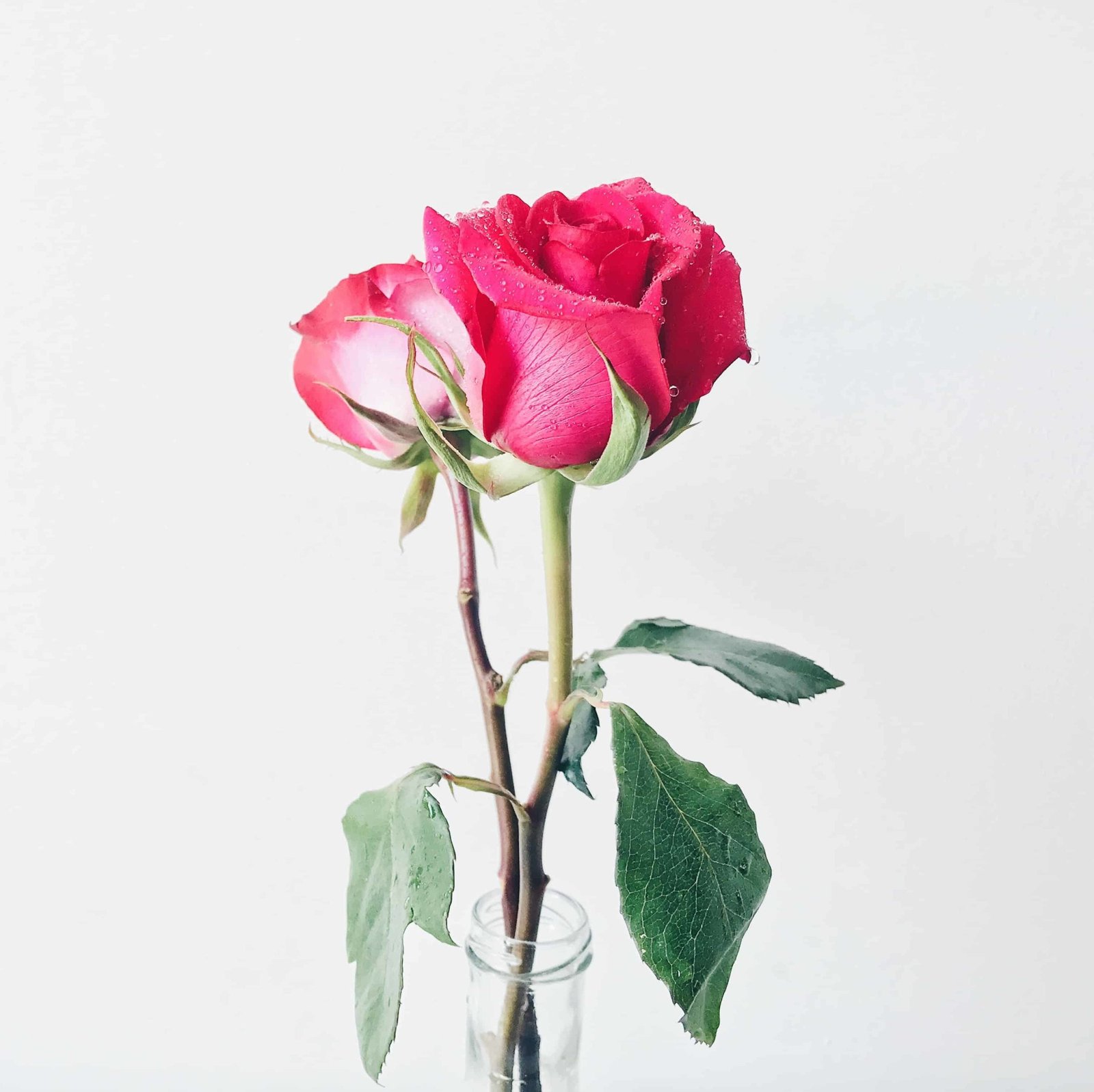 Flower DP Images