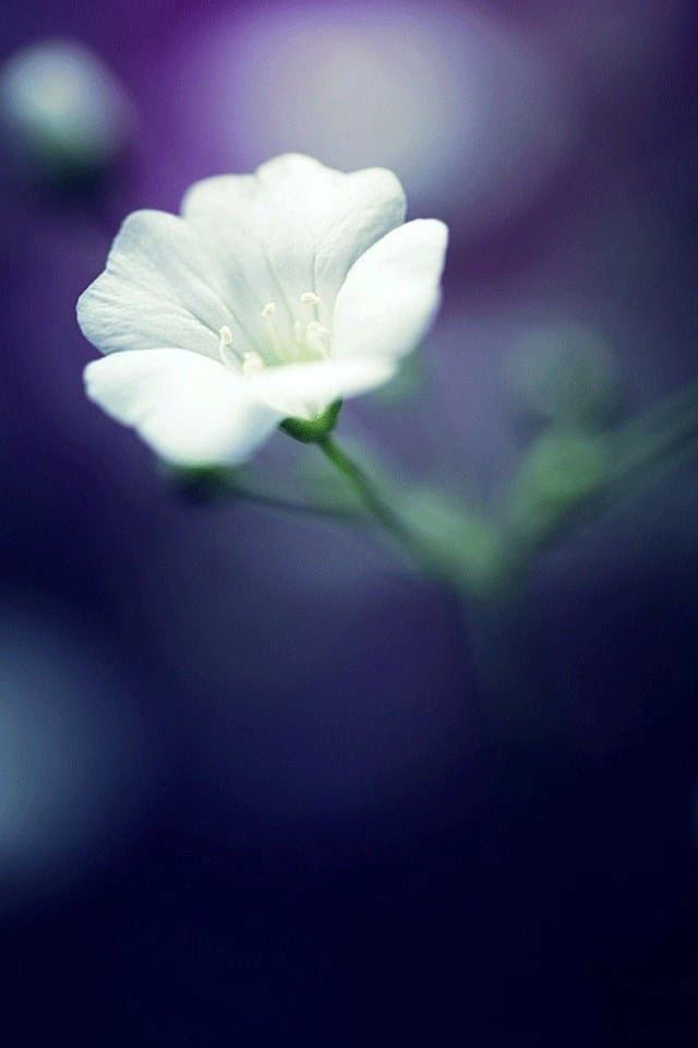Flowers DP