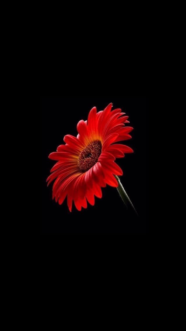 Flowers DP