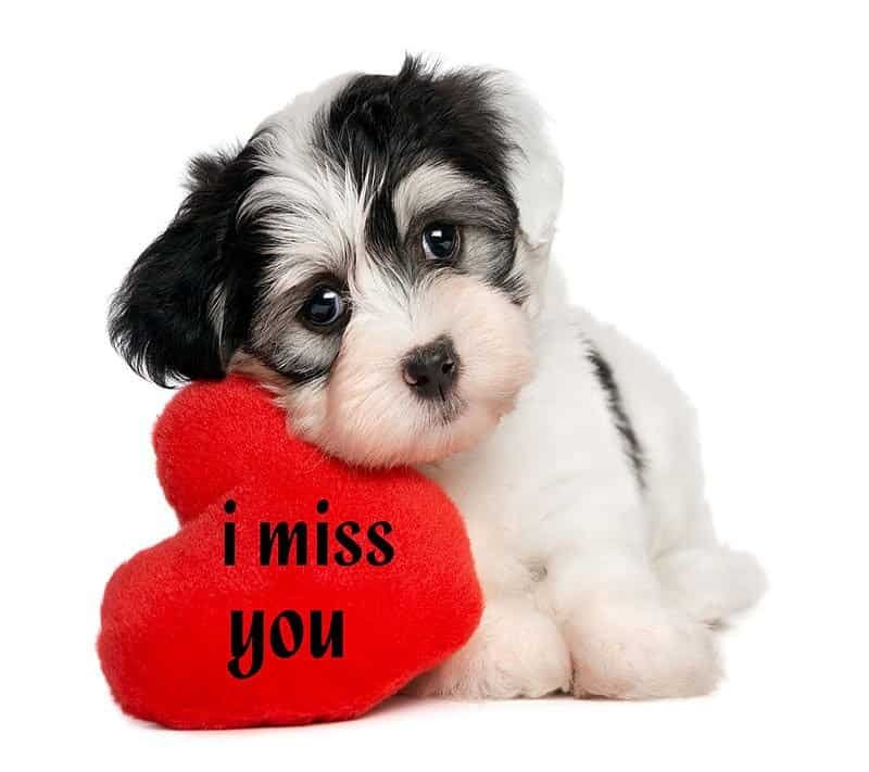 I Miss You Images
