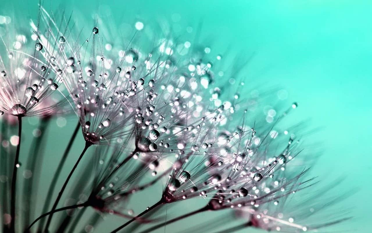 Nature DP for Whatsapp