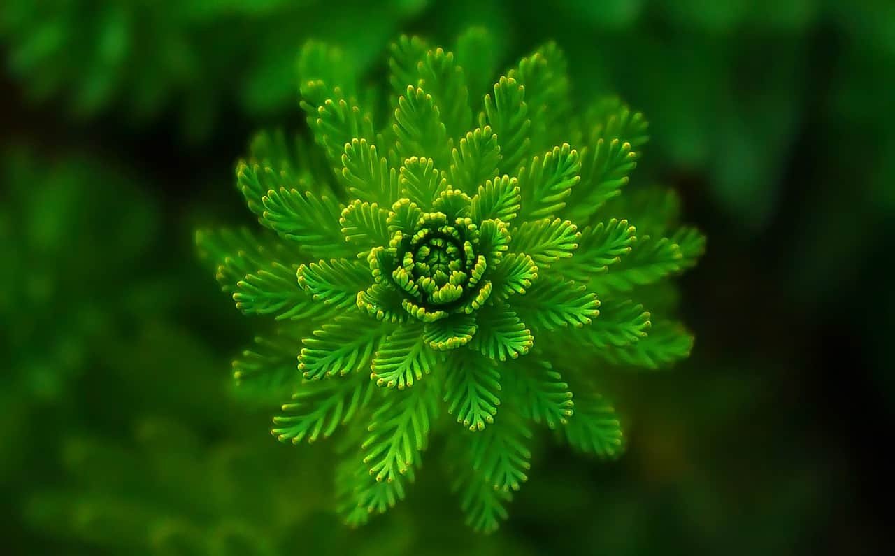 Nature DP for Whatsapp