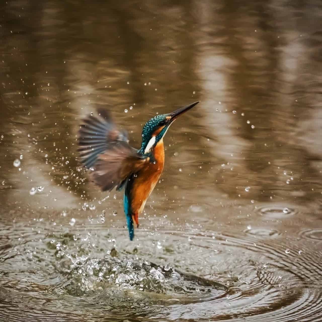 Nature DP for Instagram