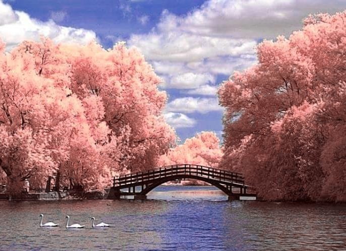 DP of Nature