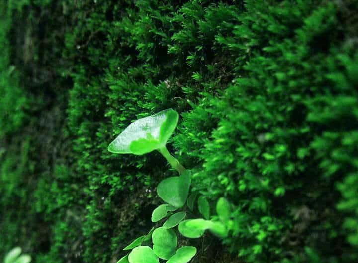DP of Nature