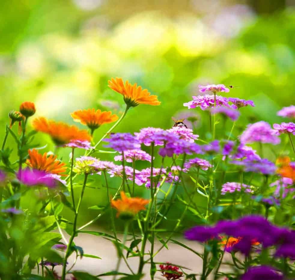 DP of Nature