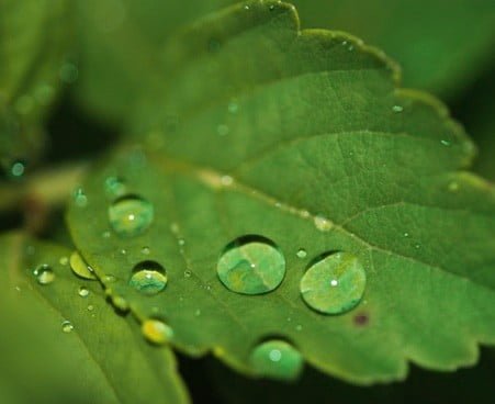Nature DP HD