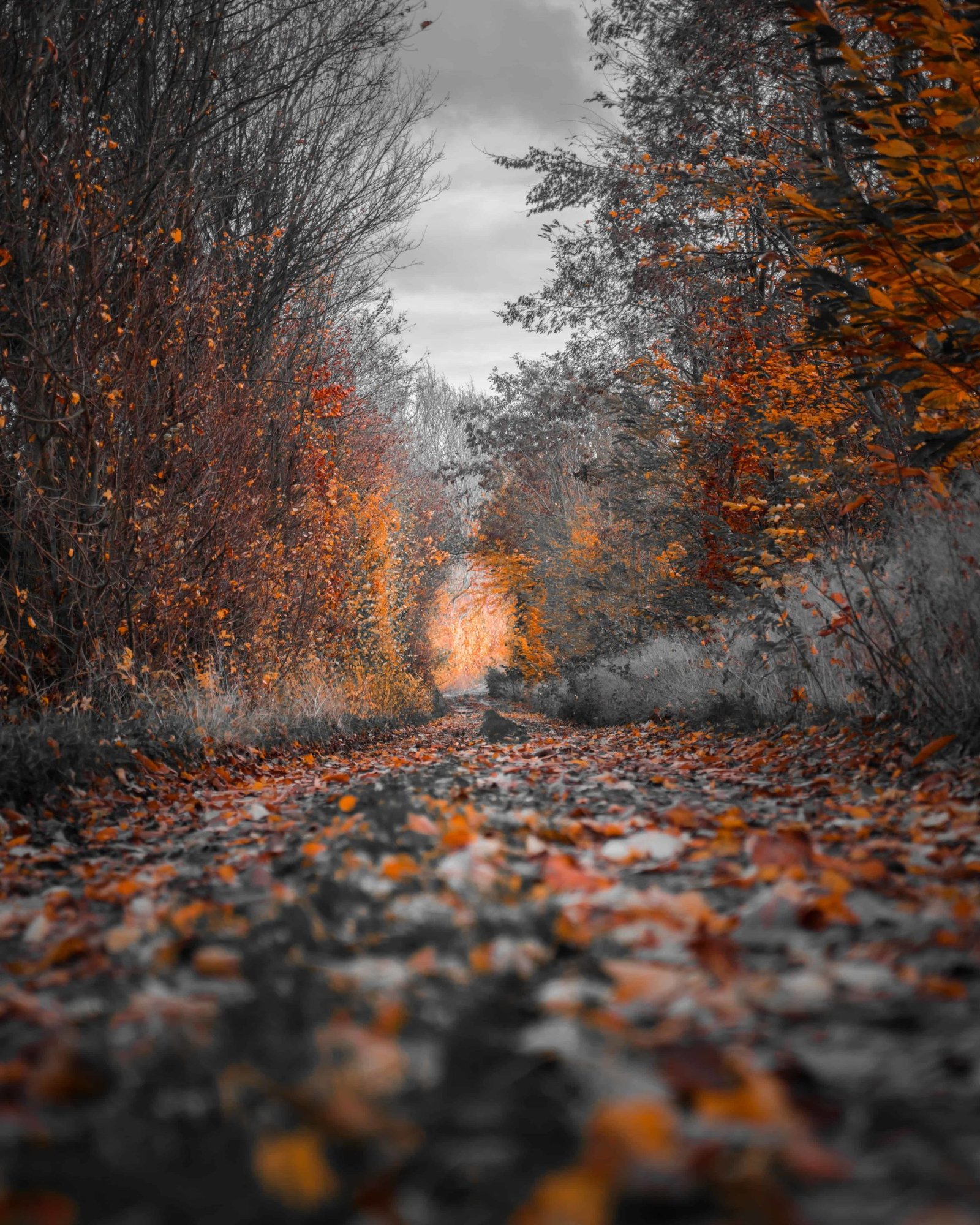 Beautiful Nature DP