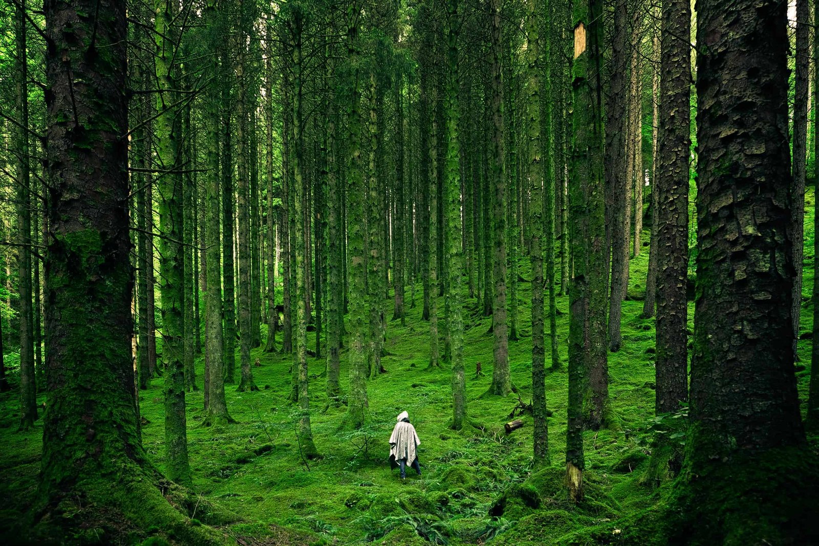 Best Nature DP