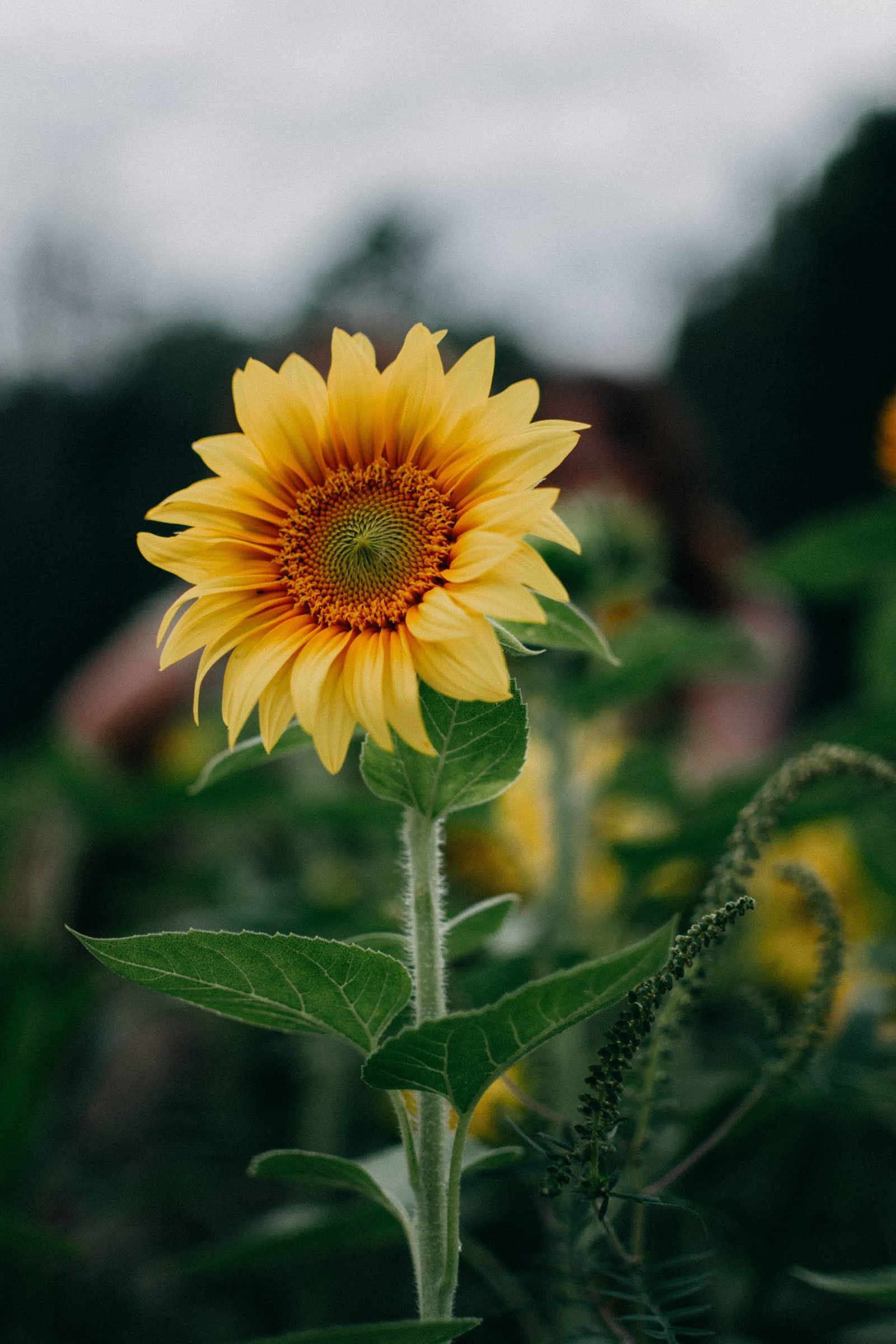 Eye Catching Nature DP