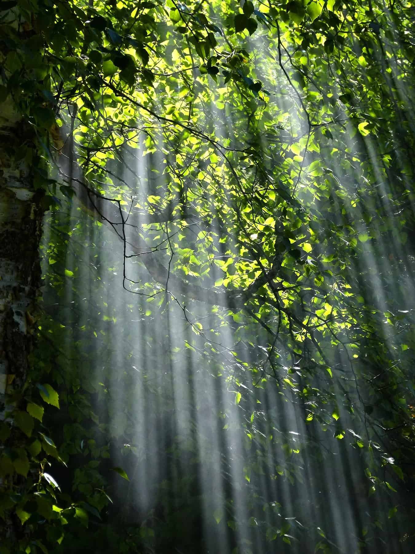 Nature DP Images