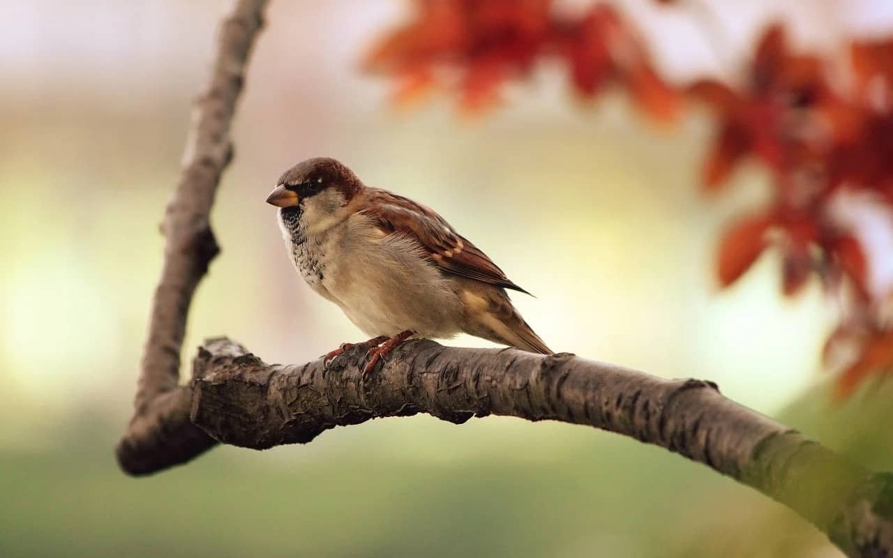 Nature DP