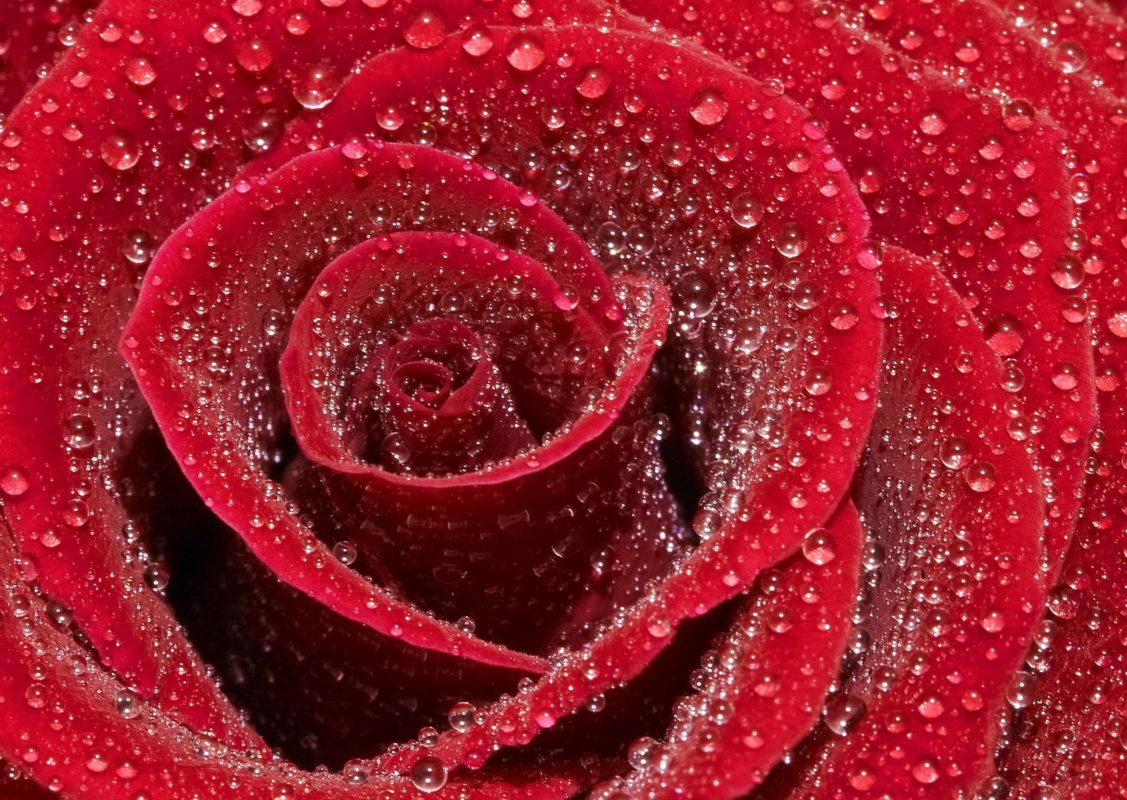 Rose DP