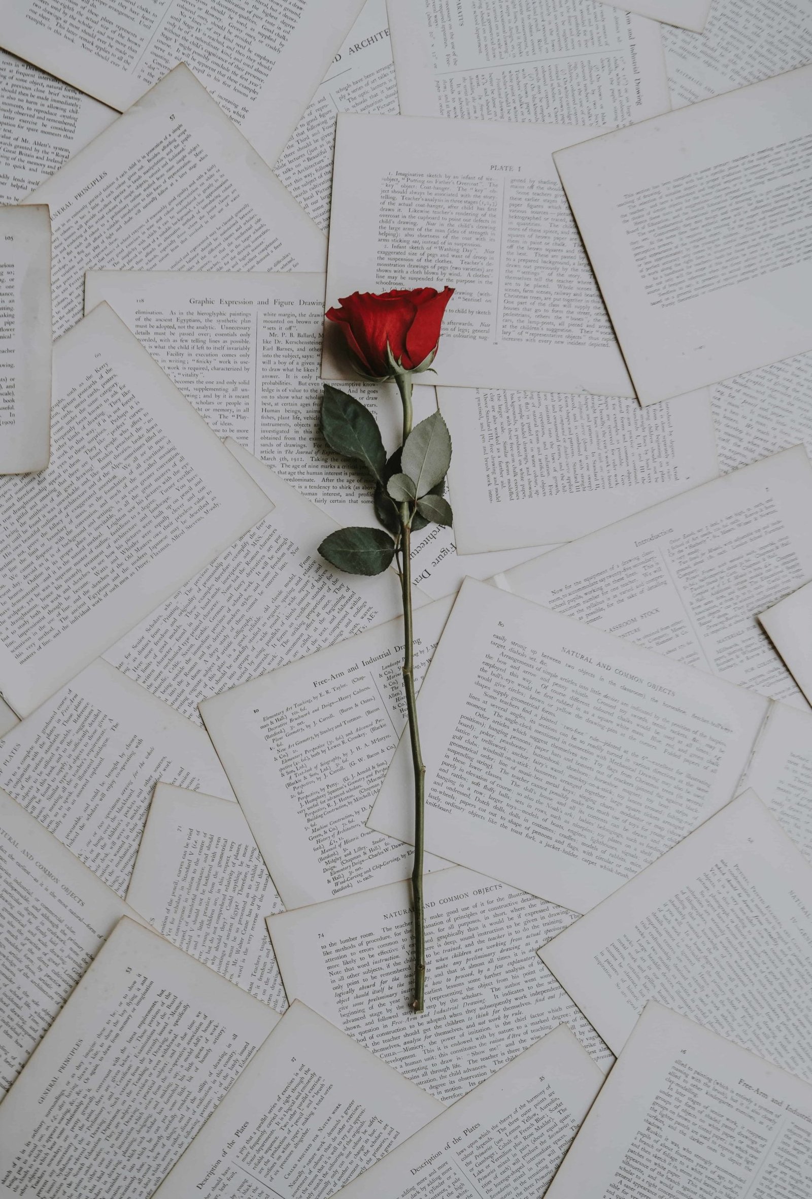 Red Rose DP