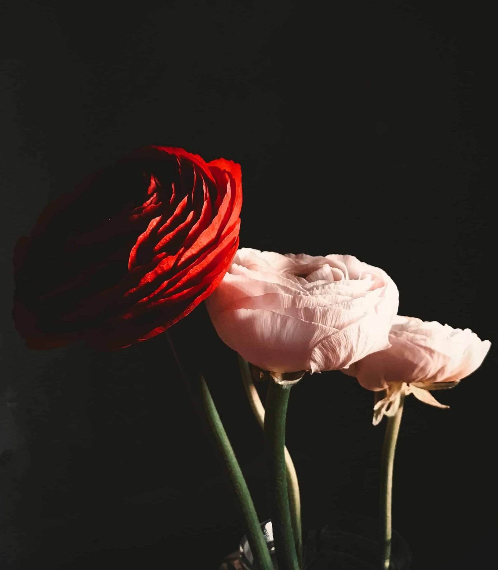 Rose DP for Whatsapp
