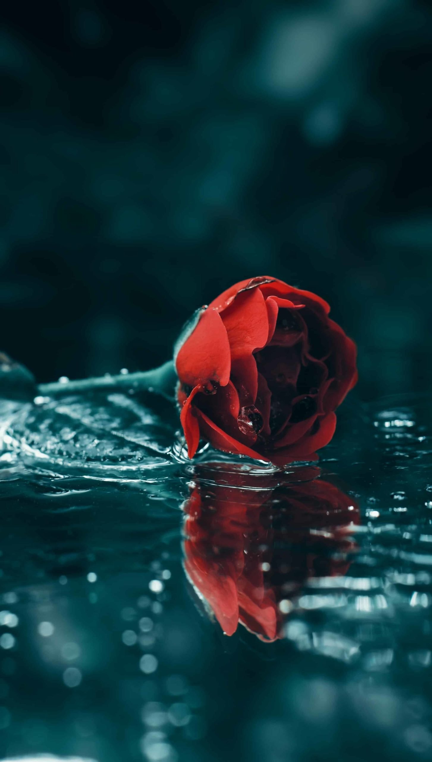 Rose DP for Whatsapp