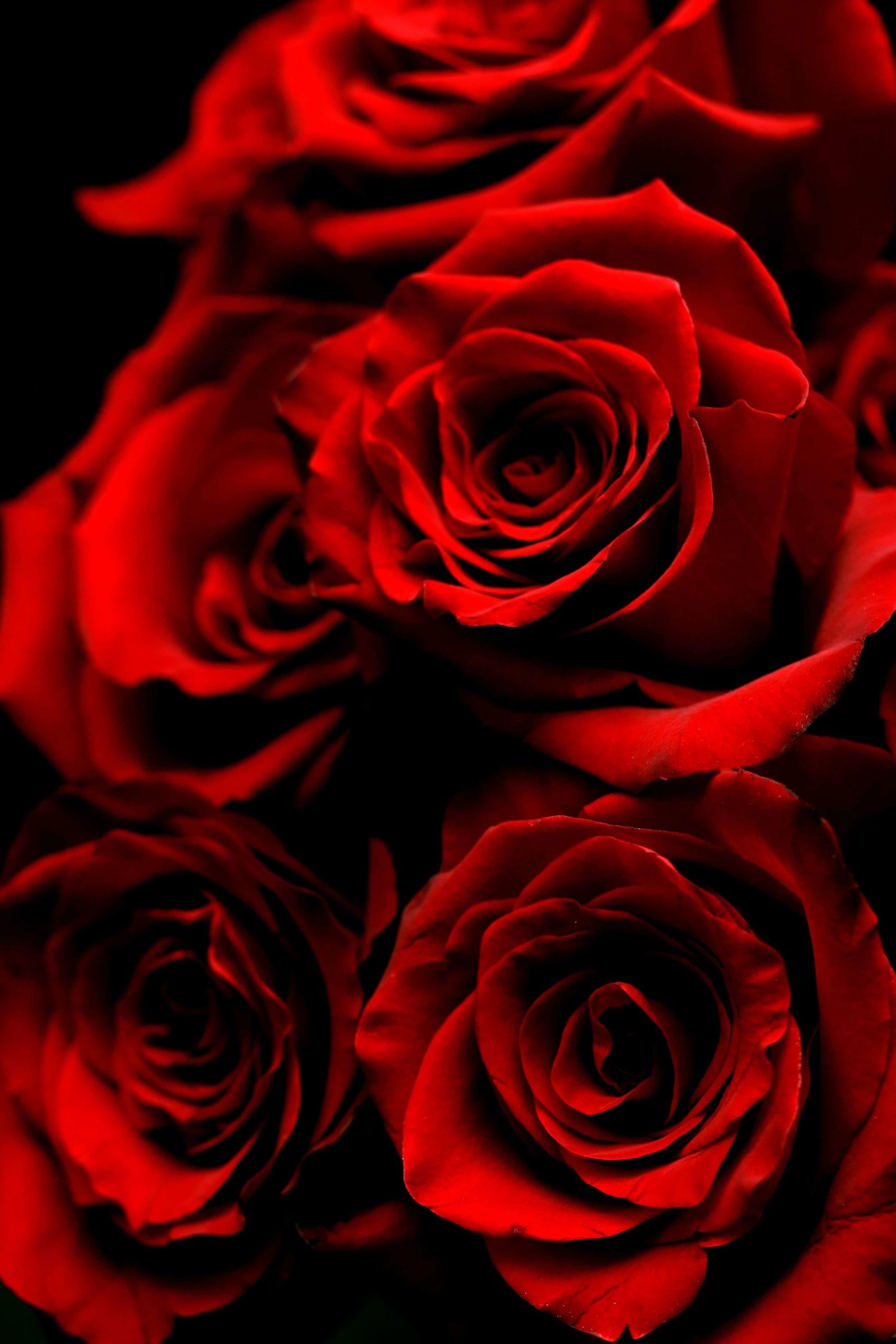 Rose DP for Whatsapp