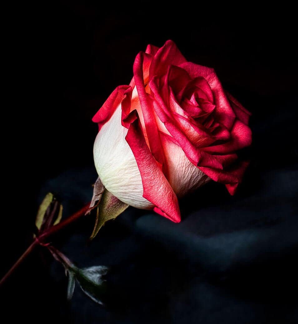Rose Whatsapp DP