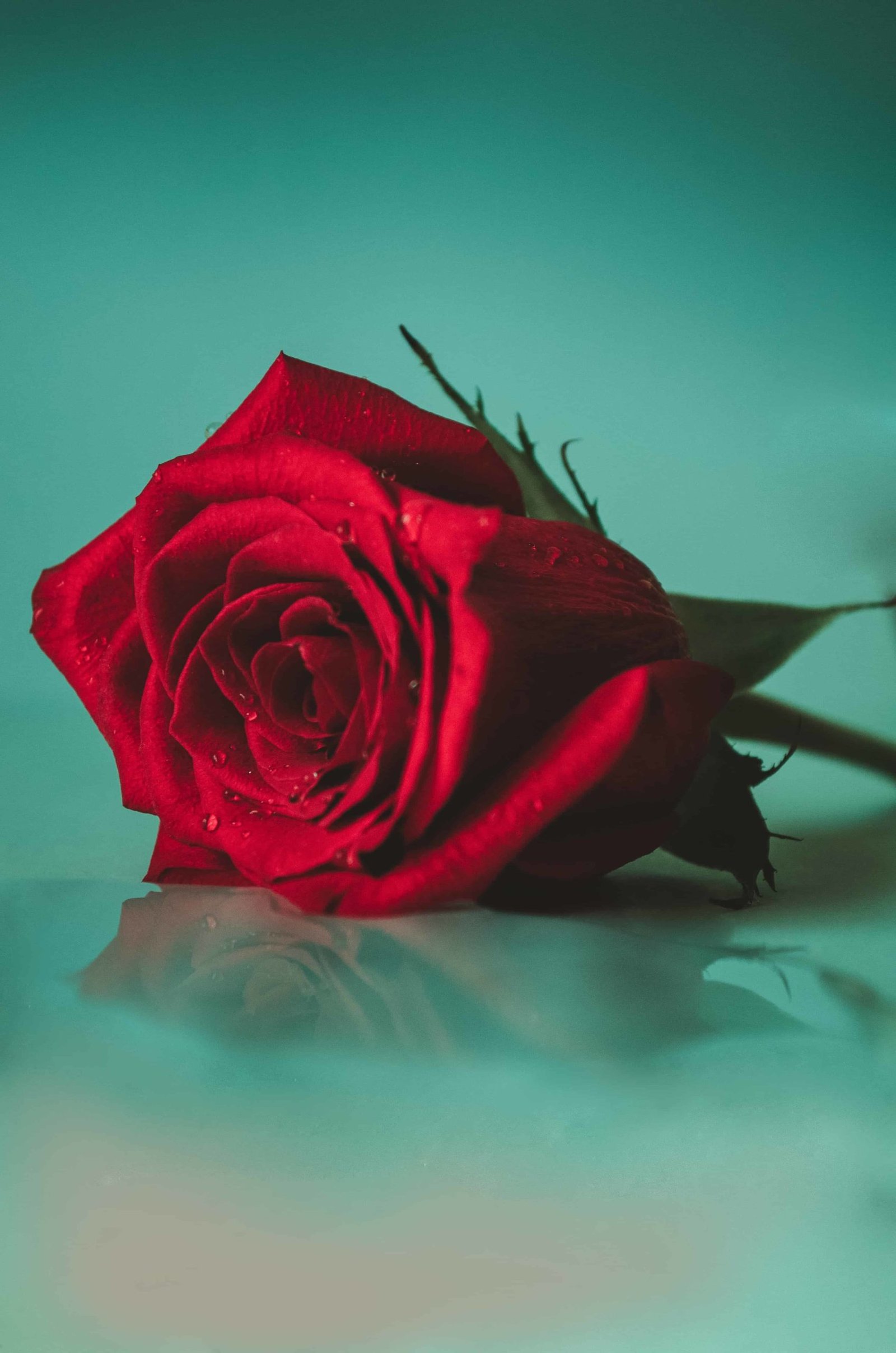 Rose Whatsapp DP