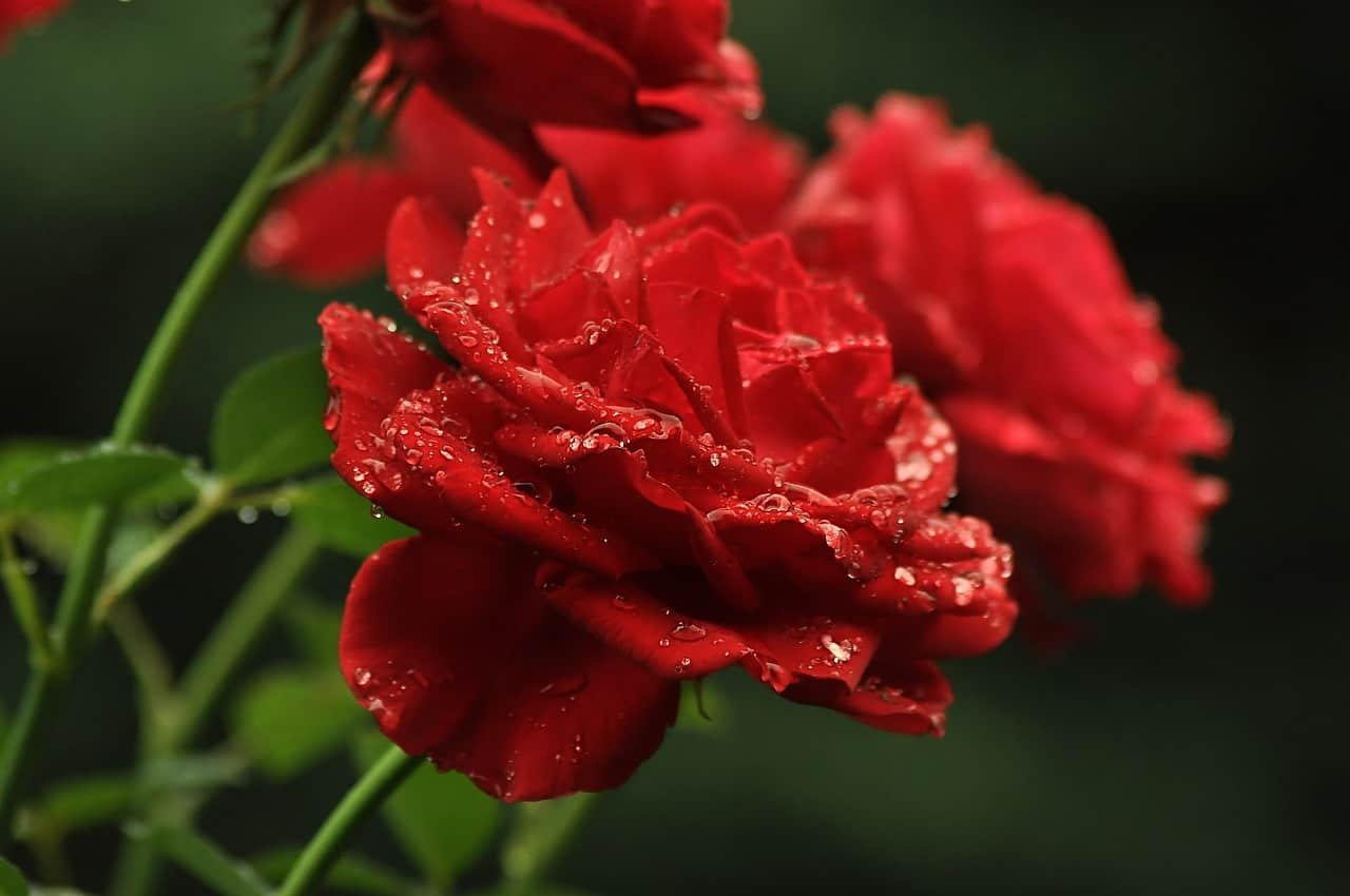 Rose Whatsapp DP