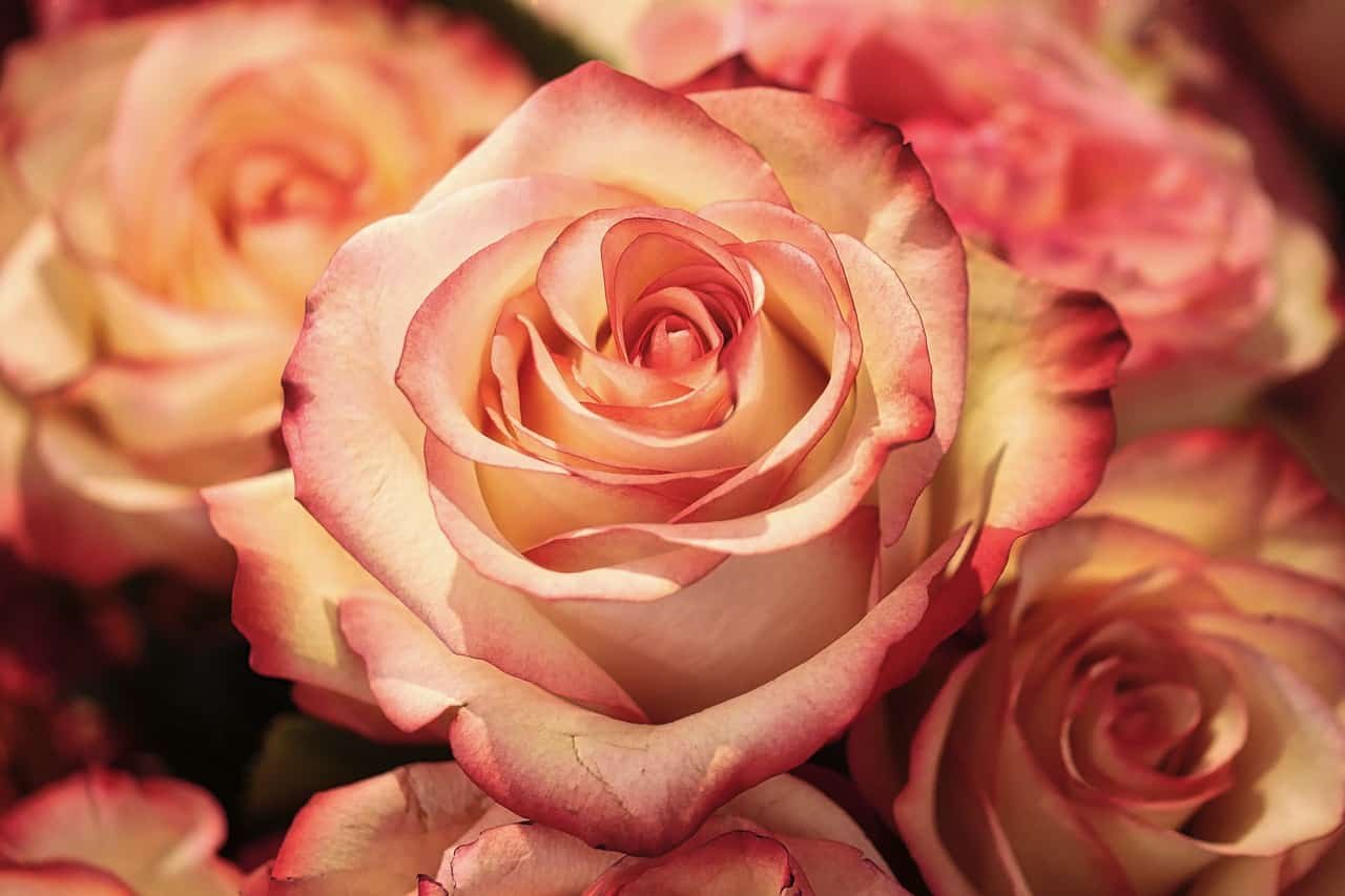 Rose DP