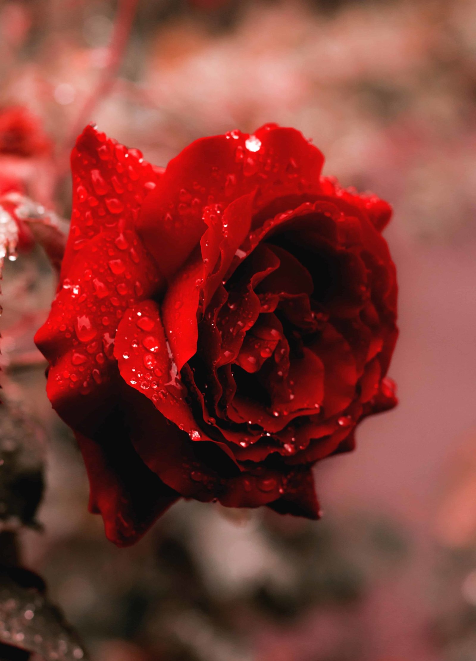 Rose Whatsapp DP