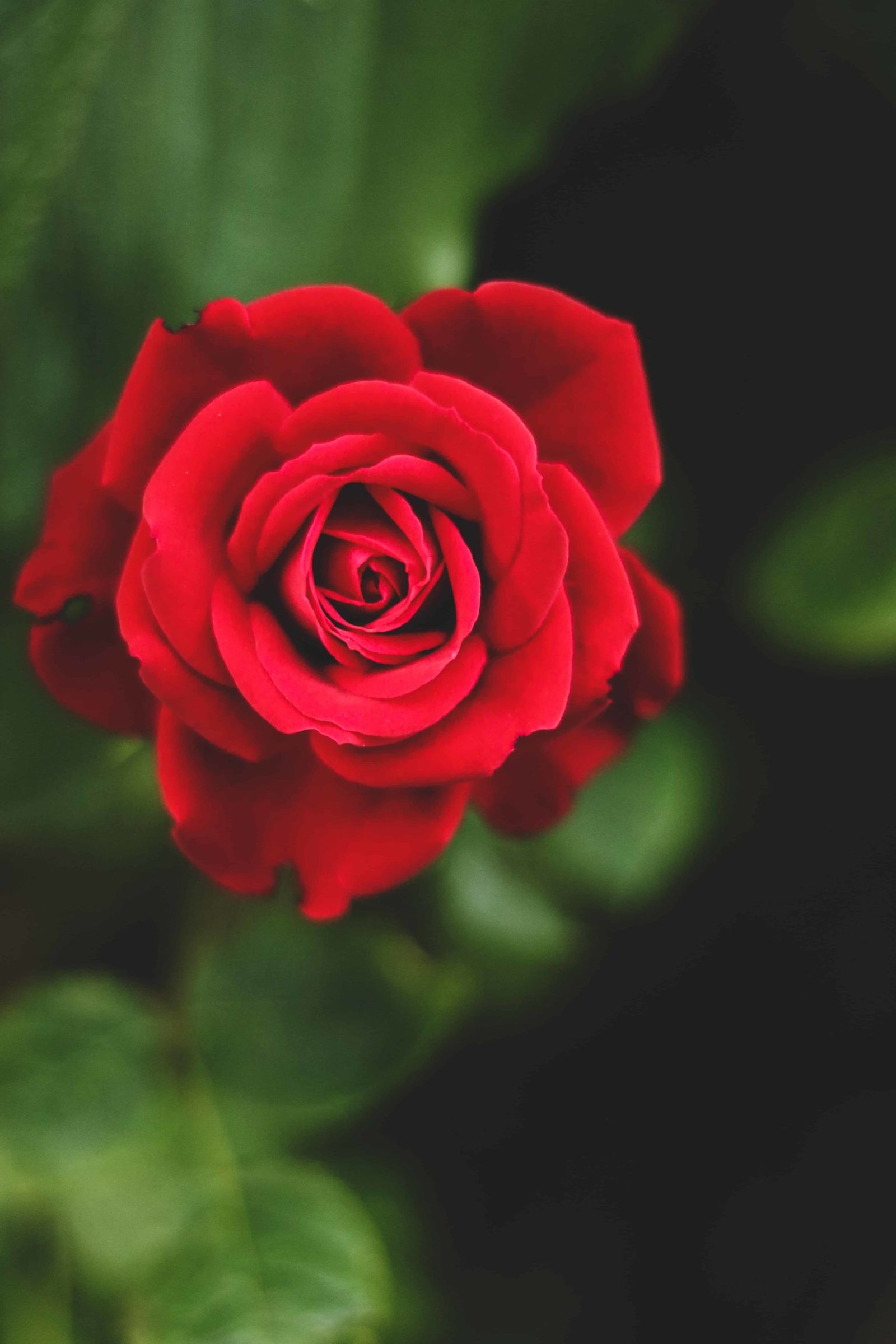 Rose DP for Instagram