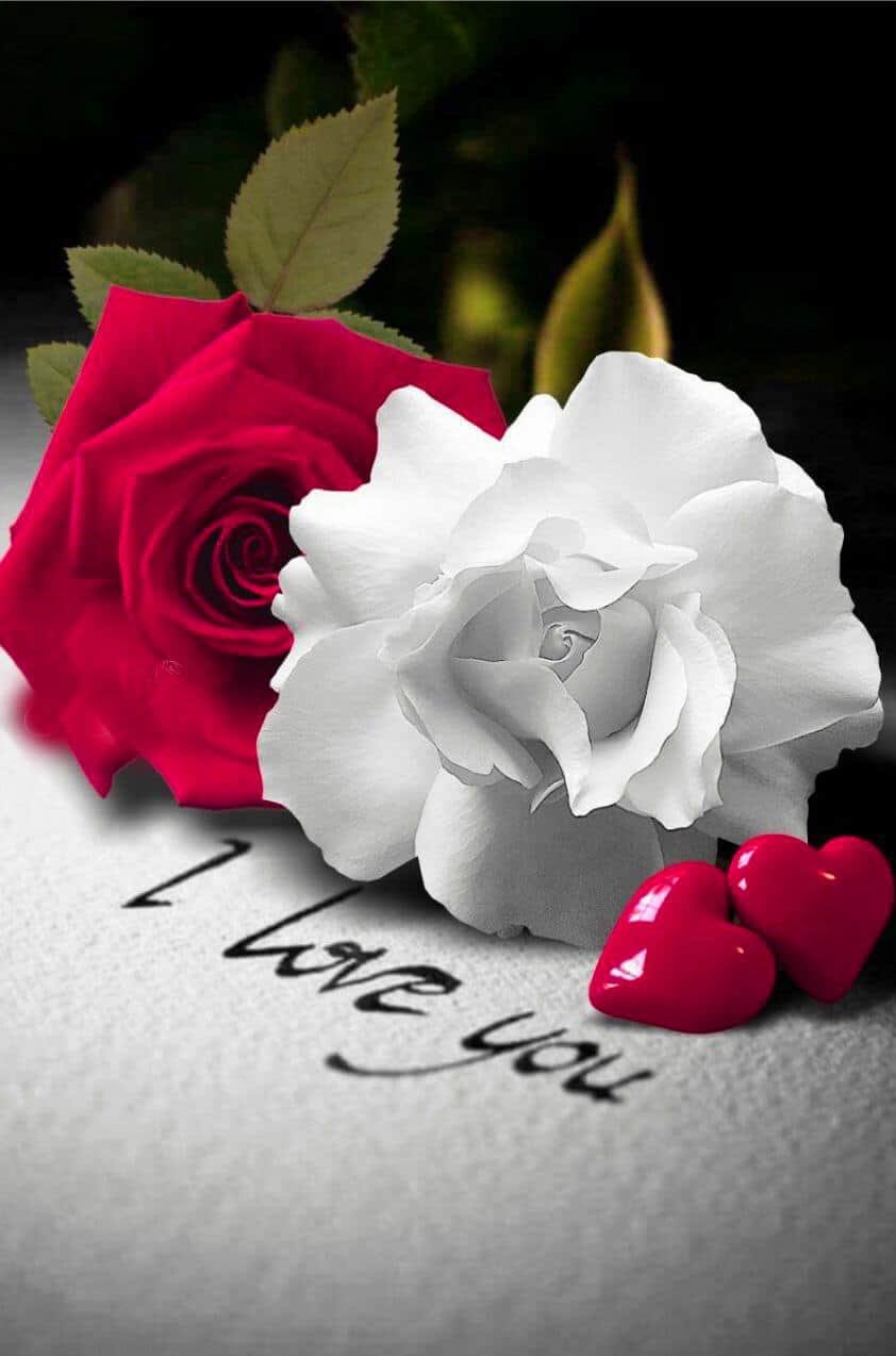 Rose DP for Instagram