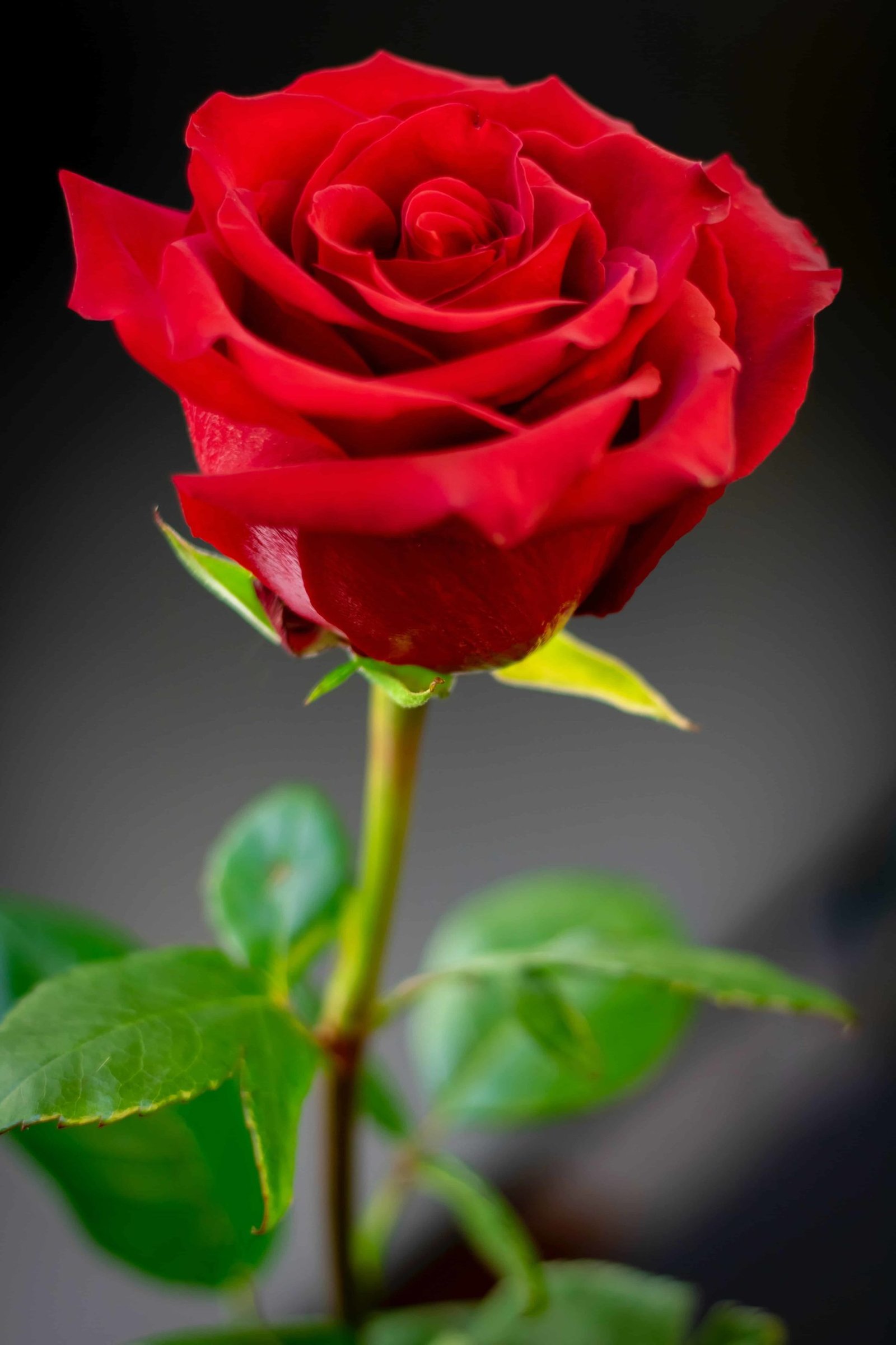 Rose DP Pic