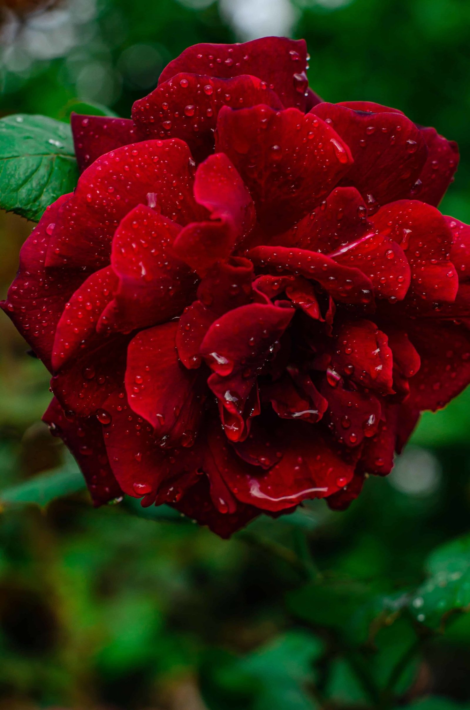 Rose DP Pic