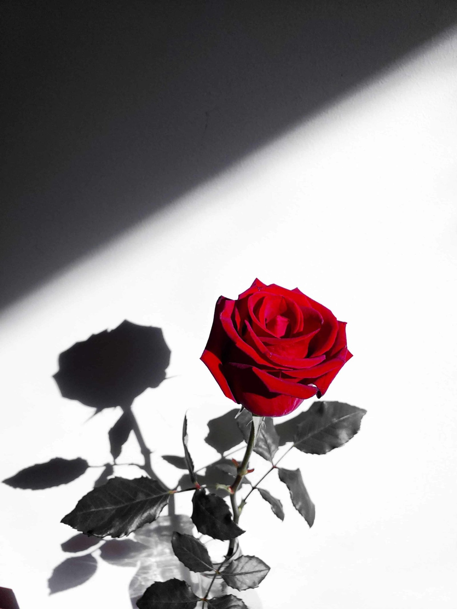 Rose DP Photo