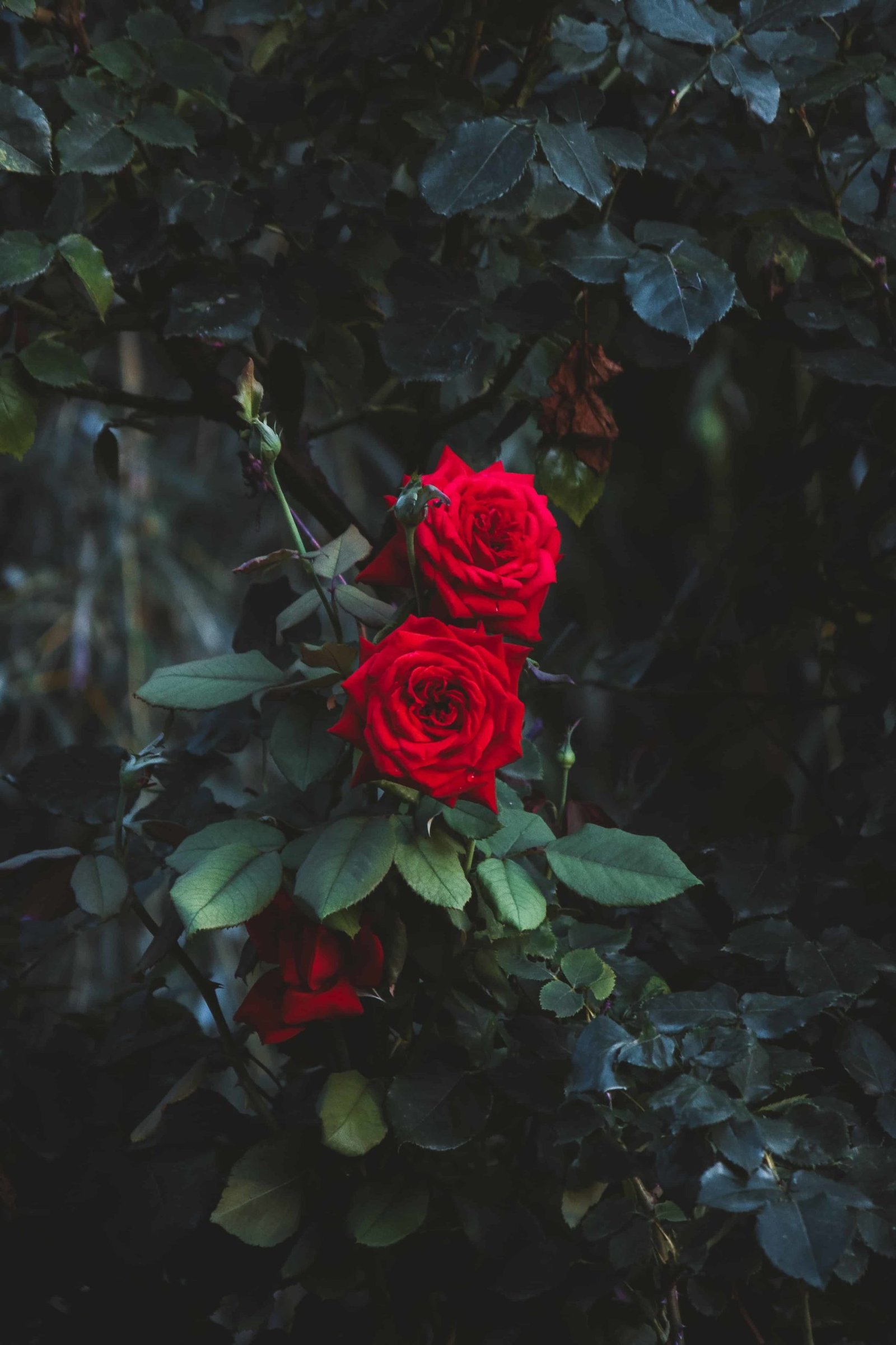 Rose DP Photo