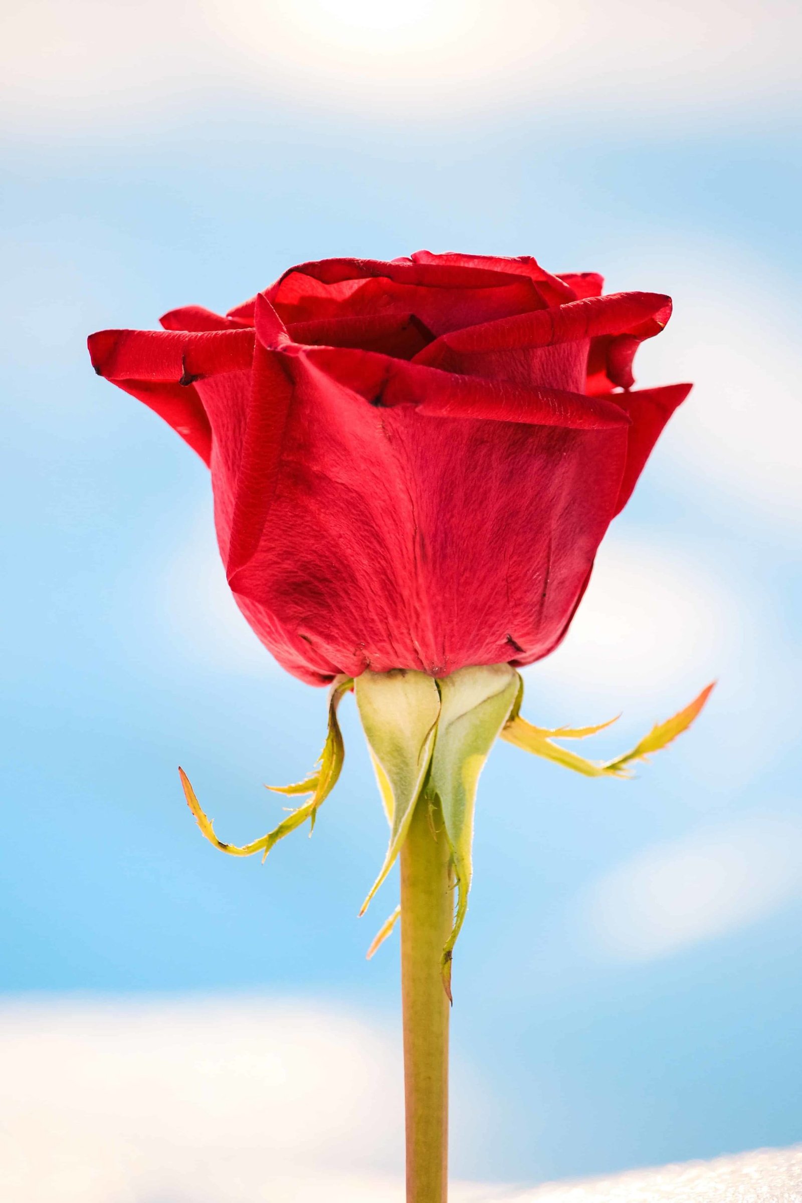 Rose DP Photo