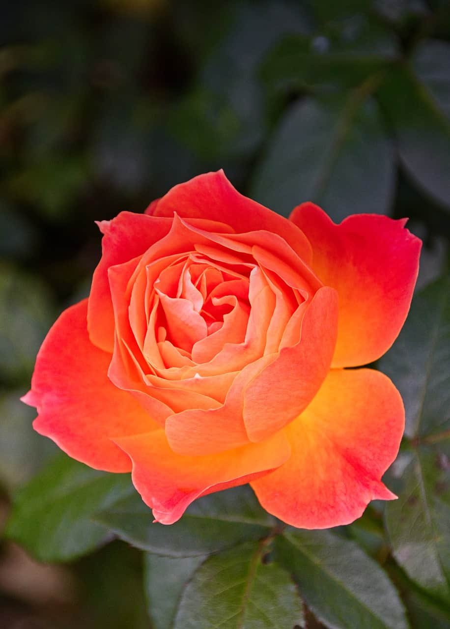 Rose DP Photo